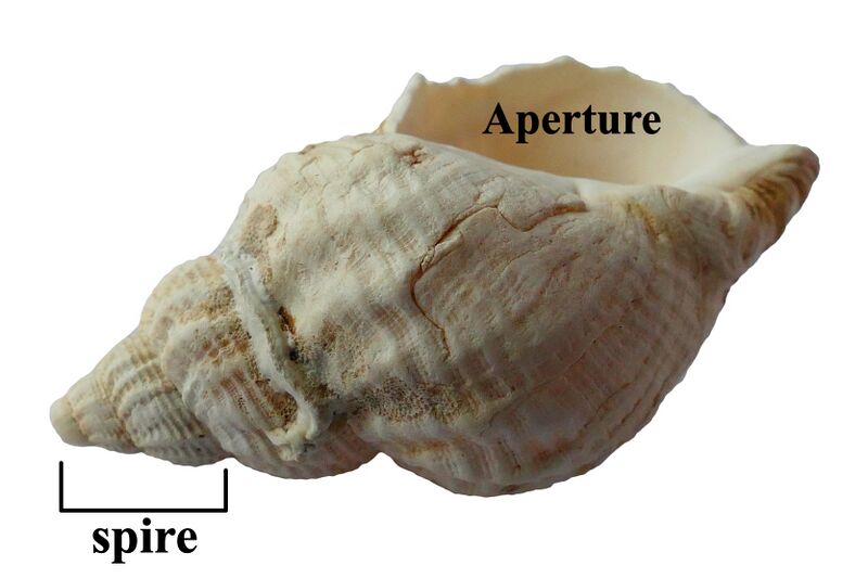 File:Parts of conch.jpg