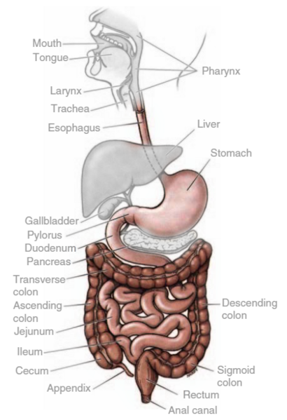 File:1 digestive system overview.png