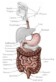 1 digestive system overview.png