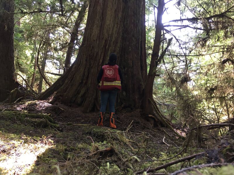 File:Old Growth Tree on Haida Gwaii.jpg