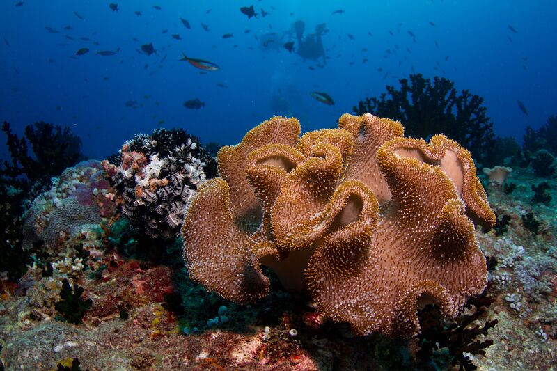 File:Maldives coral.jpg