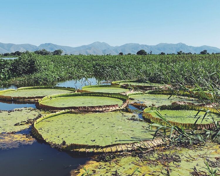 File:Water lilies in the Pantanal.jpg