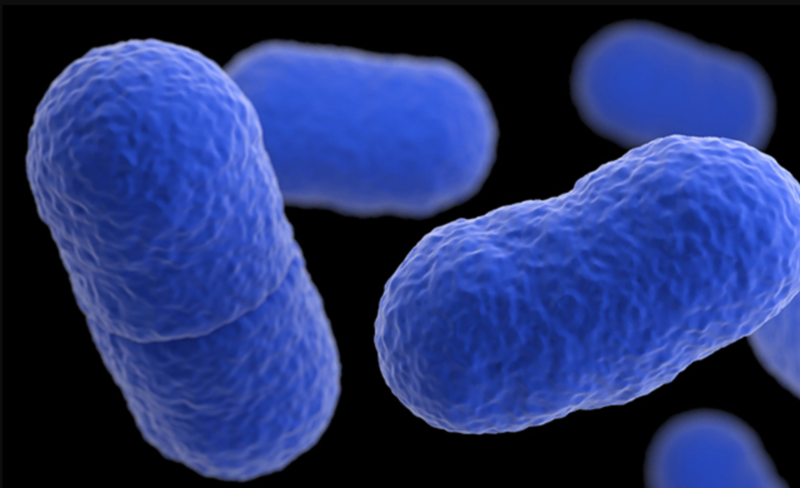 File:Microscopic image of listeria.png