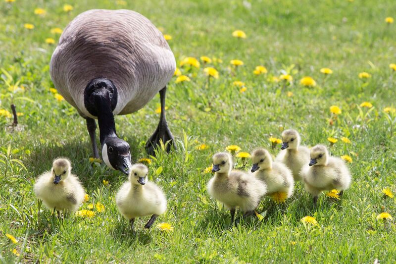 File:A Canada Geese and goslings.jpg