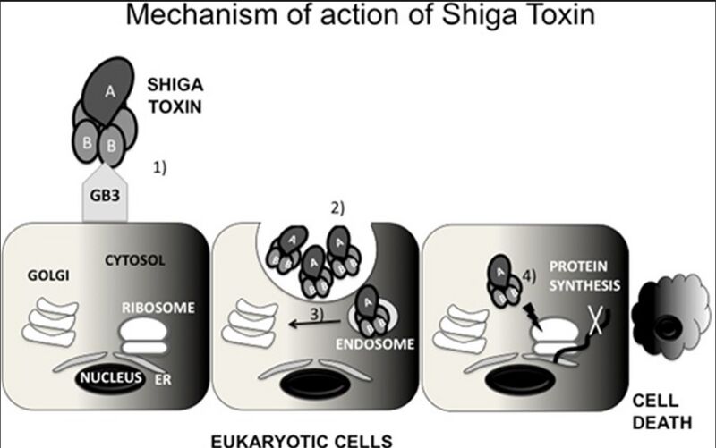 File:Mechanism of action of Shiga Toxin (Stx).jpg