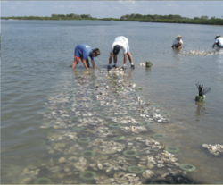 Volunteers deploying oyster mats in Mosquito Lagoon. © Anne Birch, TN