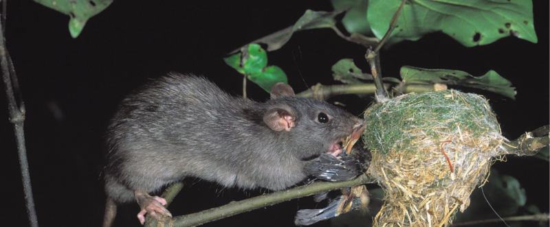 File:Rat attacking a ground bird.png