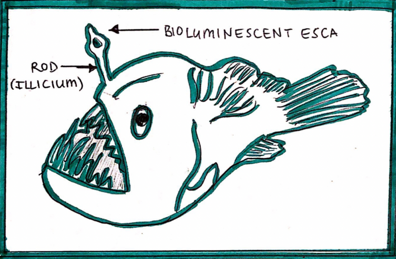 File:Diagram defining the esca of an anglerfish.png