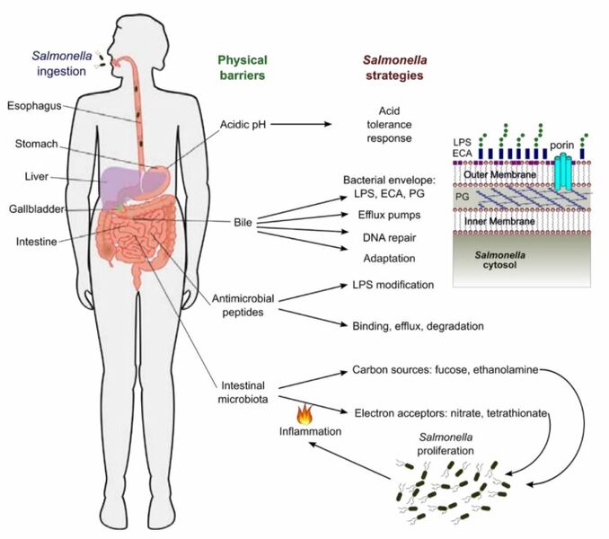 File:This figure shows the physical barriers of the innate immune response and how Salmonella can overcome these barriers. Adapted from Bernal-Bayard 2017.jpg