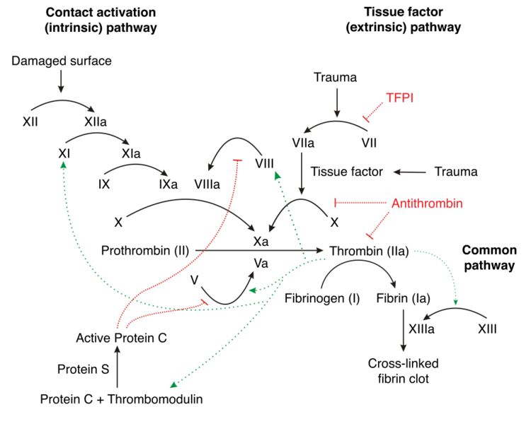 File:Figure 10. Overview of the coagulation cascade.png