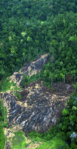 File:Area that has been illegally logged in Honduras..png