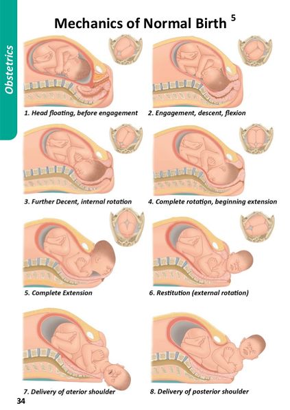 File:Mechanics of Normal birth.jpg