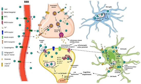 File:Mechanisms Involved in Lead toxicity in the Central Nervous System (CNS).webp
