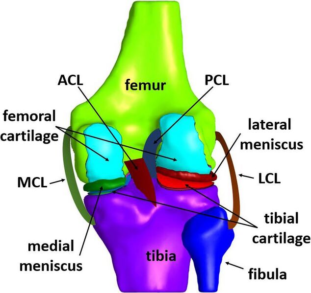 File:Schematic illustration of the knee joint anatomy.jpg