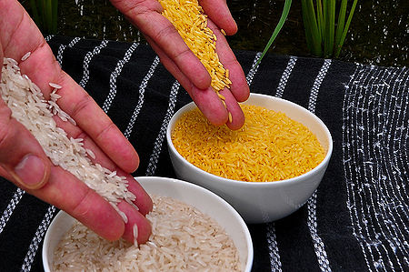 Golden Rice Compared to White Rice.jpg