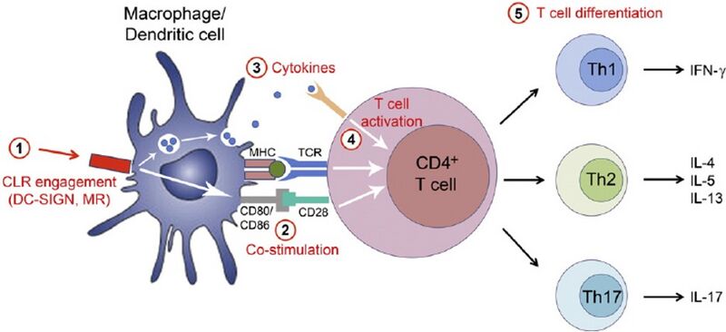 File:Fig 4 . Portrayal of how DC activates CD4+ T cell to differentiate into effector to release cytokines and activate plasma B cells.jpg
