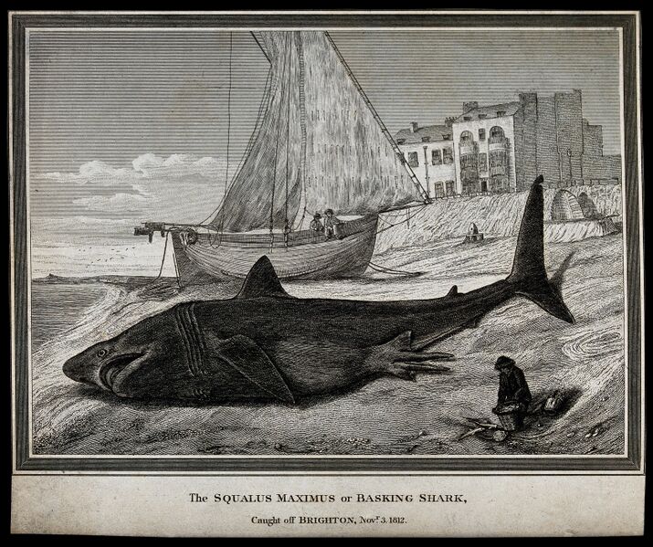 File:Basking Shark Hunting.jpg
