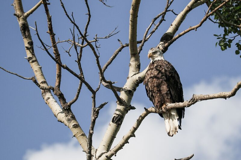 File:Poplar River Bald Eagle.jpg
