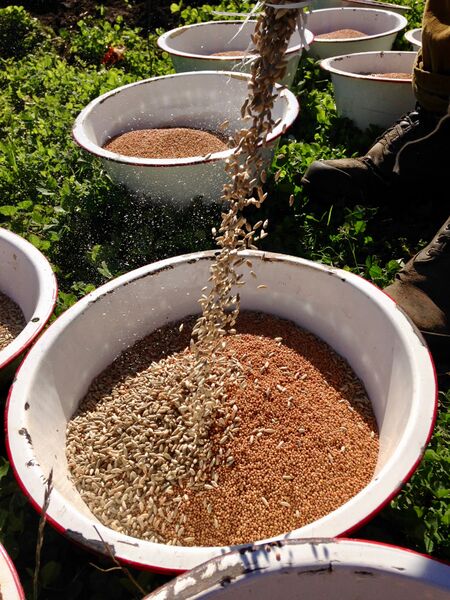 File:Preparing to distribute cover crop seed.jpg