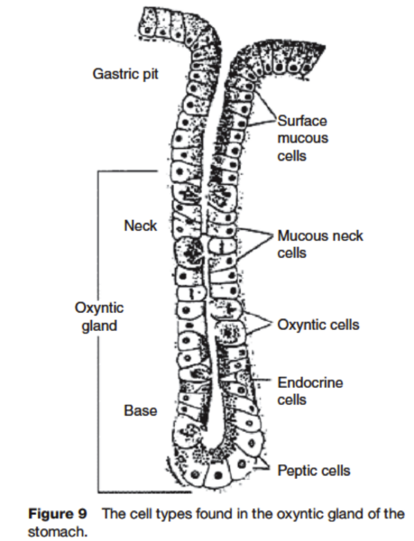 File:1 cell types stomach.png