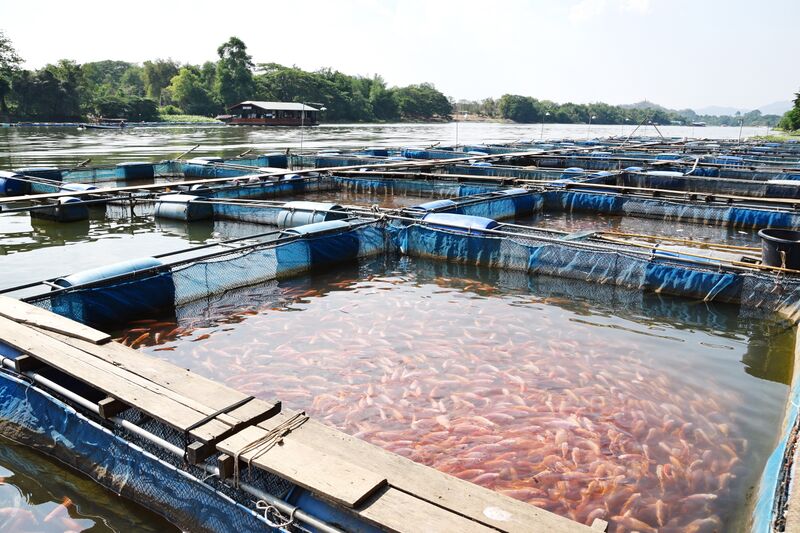 File:Tilapia Aquaculture Ponds in Thailand.jpg