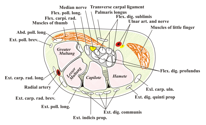 File:Carpal-Tunnel cross section.svg