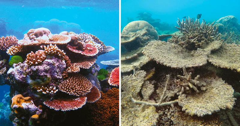 File:Great-Barrier-reef-before-and-after.webp