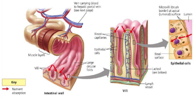 File:0 small intestine structure.png