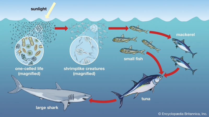 File:Phytoplankton-Diatoms-ocean-food-chains-foundations-fishes.webp