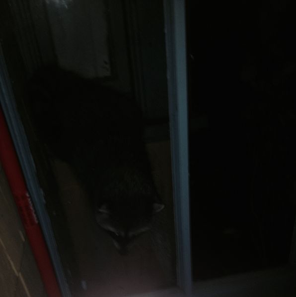 File:Racoon trying to get in house.jpg