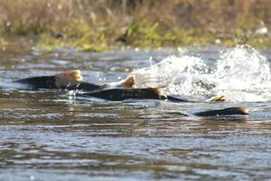 Picture of chinook salmon swimming upstream with their dorsal side exposed above the water to show how shallow it gets nearer to the spawning grounds and how vulnerable these fish can be
