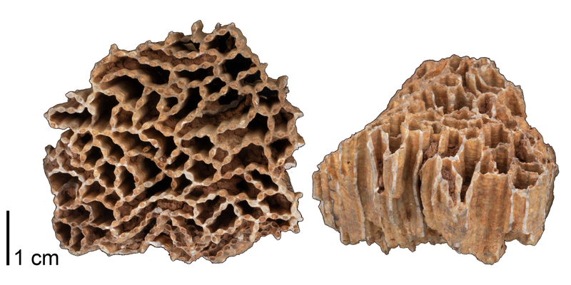 File:Tabulate coral fossil.png