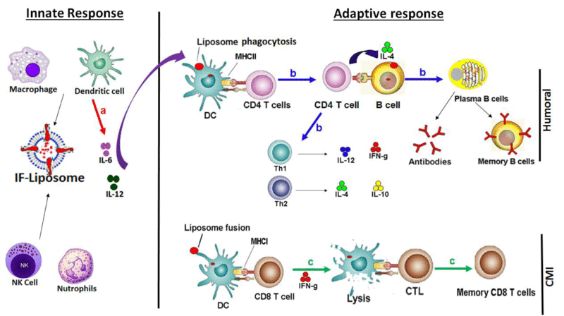 File:Bridge Between Innate and Adaptive Immunity.gif