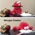 Nitrogen Fixation.jpg