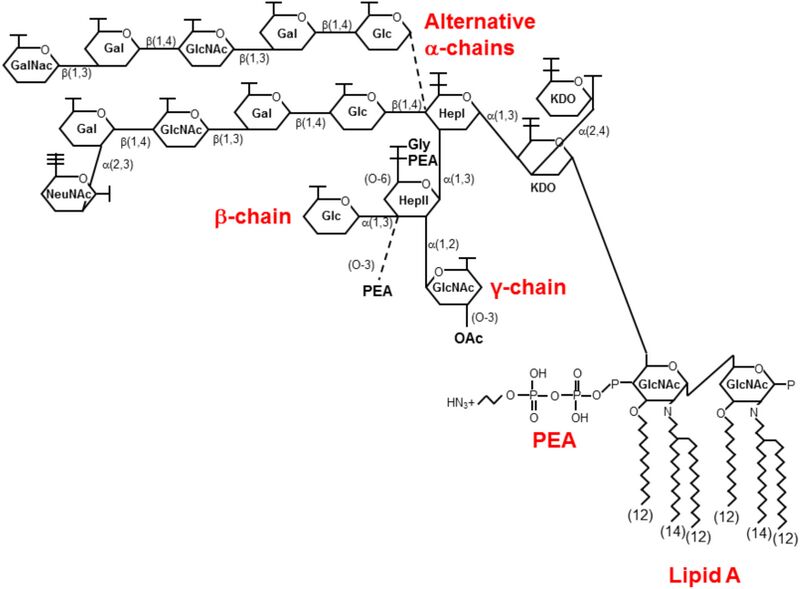 File:Figure 9. Structural diagram of lipooligosaccharides found in the outer membrane of Neisseria meningitidis.jpg