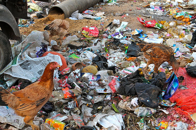 File:Searching for Food Among (Food) Waste in India (Photo by Amber Heckelman).JPG