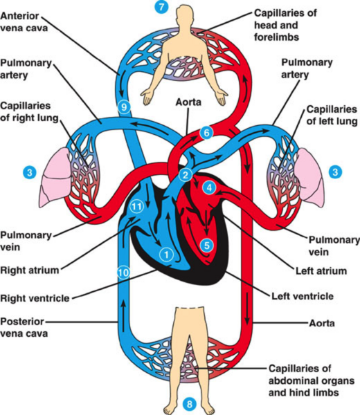 File:Circulatory system..png