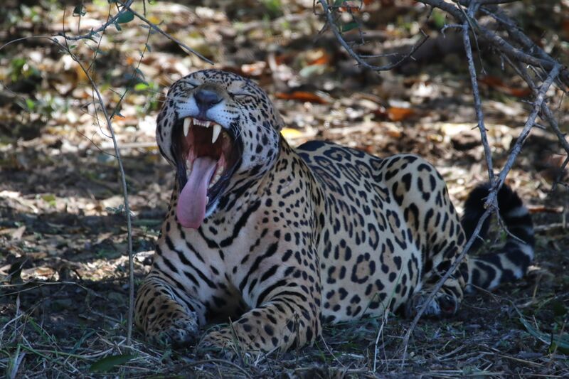 File:Jaguar named Joker yawning (Pantanal, Brazil).jpg