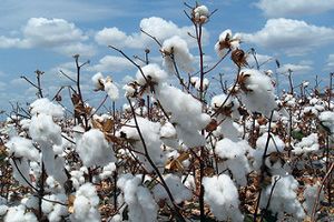 Is Cotton Bad For The Environment?