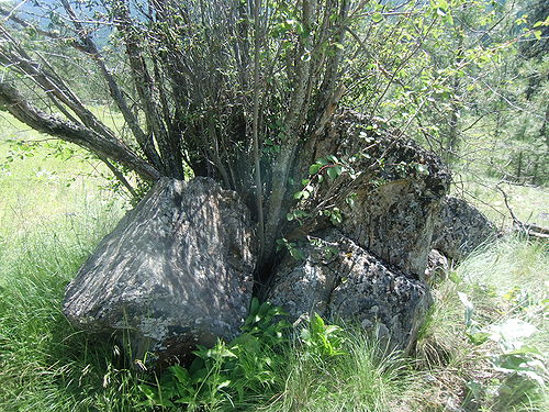 Tree growing out of rock