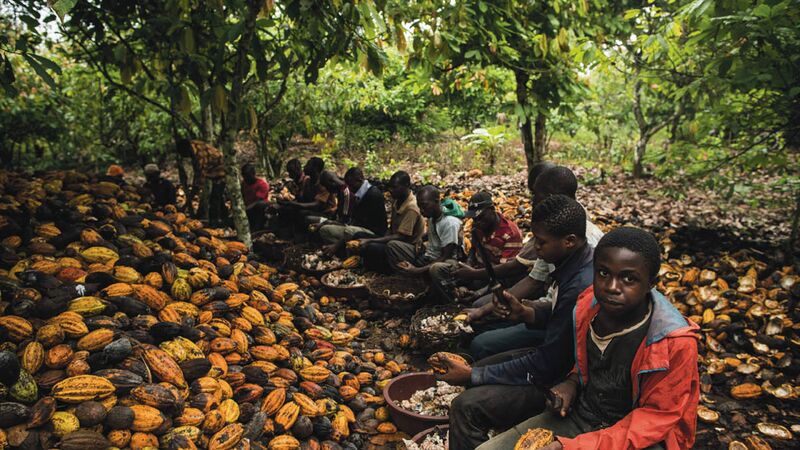 File:Children-working-on-cocoa-farm.jpg