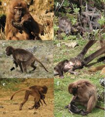 (a) An adult female gelada at Guassa holding her mummified infant on its tenth day after death. She finally abandoned the infant 13 days after it died. (b) A close-up view of a mummified infant. (c) An adult female gelada and her mummified infant which she carried for ≥48 days after its death. The arrow indicates where the skin had rotted away from the infant's skull. (d) Adult female grooming her dead infant. Like several other females who cared for dead infants, she directed considerable attention to (grooming and picking at) the infant's eyes. (e) Juvenile female carrying the dead infant of another female in her group. (f) Juvenile female grooming the dead infant of another female in her group.