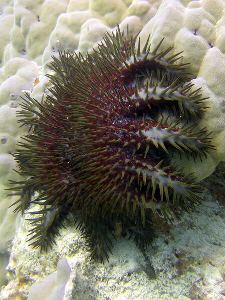 File:Red Crown-of-Thorns Starfish eating coral.jpg