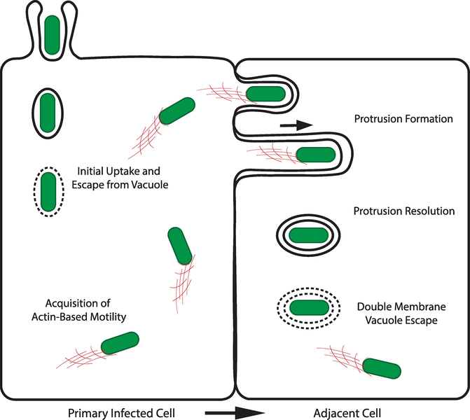 File:R. rickettsii Cell-to-Cell Spread.png