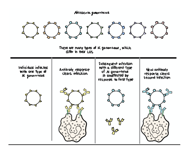 File:Figure 1 Antigenic variation of N.gonorrhoeae.png