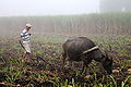 "Ploughing with a Water Buffalo in the Philippines" (Photo by Amber Heckelman).JPG