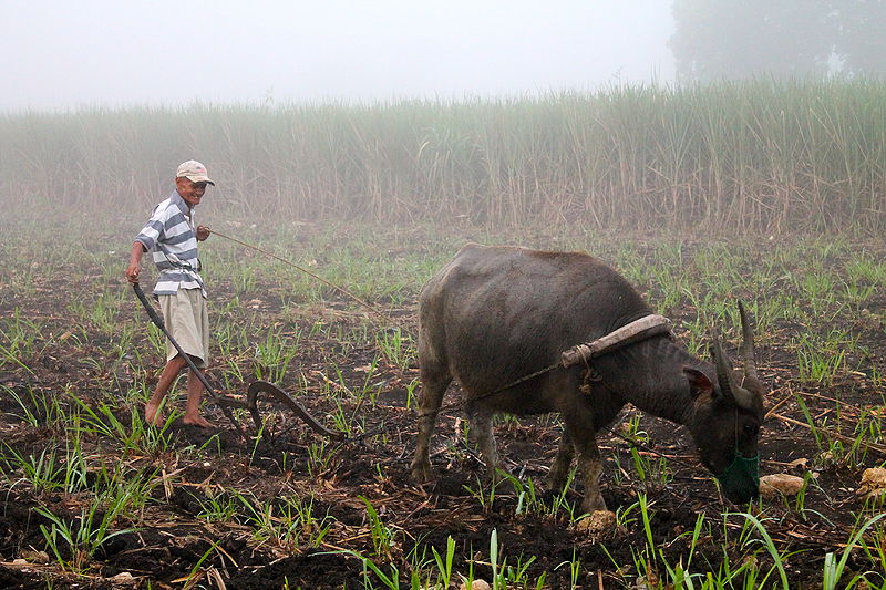 File:"Ploughing with a Water Buffalo in the Philippines" (Photo by Amber Heckelman).JPG