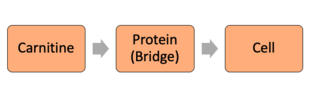 Flowchart connecting carnitine, protein, and the cell together in that order.