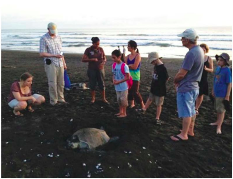 File:Tourists watching an Olive ridley sea turtle, accompanied by an ONWR guide.png