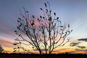 Silhouette of a tree with very few leaves, against a sunset.